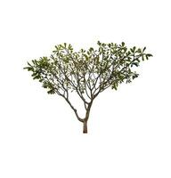 single tree isolated on white background with clipping path photo