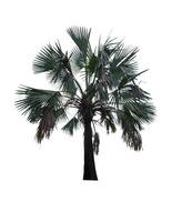 Palm tree isolated on white background with clipping path photo