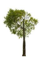 single tree isolated on white background with clipping path photo