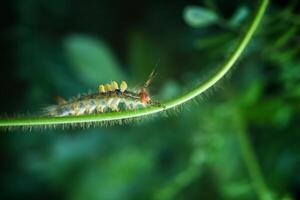 Caterpillar Brown Tussock Moth photo