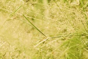 blurred background with a summer flower theme photo