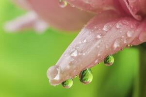 a drop of dew on the top of a chrysanthemum flower photo