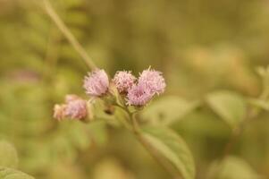 Macro Shoot from flower as background photo