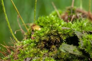 cerca arriba hermosa brillante verde musgo crecido arriba cubrir el áspero piedras y en el piso en el bosque. foto