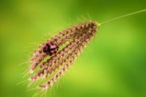 Ladybug or Small beetle Coccinellidae photo