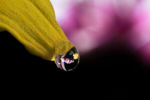 un soltar de Rocío en el parte superior de un crisantemo flor foto