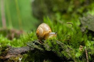 Small air-breathing land snail Succinea putris photo