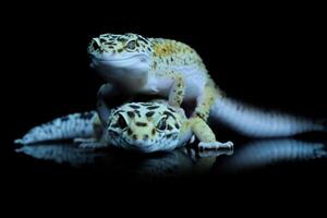 Two Leopard Gecko or Eublepharis macularius photo