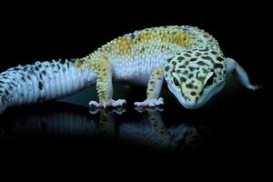 Leopard Gecko or Eublepharis macularius photo