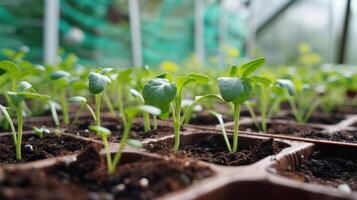 Shot of tender seedlings emerging from the soil in a greenhouse photo