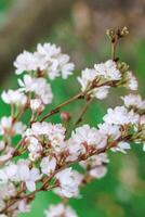 Blossom white flowers of almond tree in springtime. Istanbul, Turkey. Spring and summer background. photo