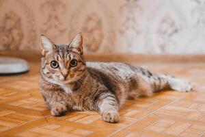 hermosa corto peludo atigrado gato es acostado en un piso a hogar. Doméstico gato en real vida. foto