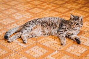 hermosa corto peludo atigrado gato es acostado en un piso a hogar. Doméstico gato en real vida. foto