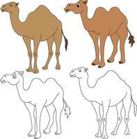 camello clipart. salvaje animales clipart colección para amantes de selvas y fauna silvestre. esta conjunto será ser un Perfecto adición a tu safari y temática del zoológico proyectos vector