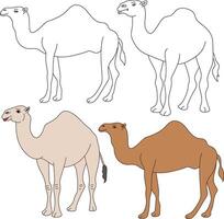 Camel Clipart. Wild Animals clipart collection for lovers of jungles and wildlife. This set will be a perfect addition to your safari and zoo-themed projects. vector