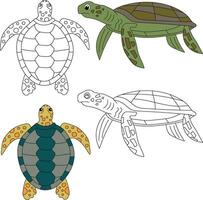 Sea Turtle Clipart. Aquatic Animal Clipart for Lovers of Underwater Sea Animals, Marine Life, and Sea Life vector