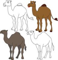 Camel Clipart. Wild Animals clipart collection for lovers of jungles and wildlife. This set will be a perfect addition to your safari and zoo-themed projects. vector