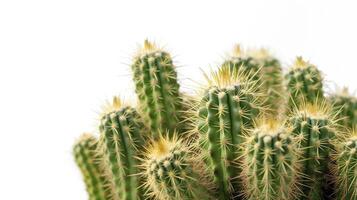 An Isolated Cactus Gracefully Displayed Against a Clean White Background. photo