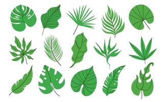 Collection of hand drawn tropical leaves.Exotic l eaves and branches in flat style isolated on white. vector