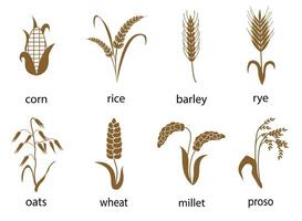 Icon set of cereals with rice, rye, wheat, corn, oats, barley, millet. The concept of marking organic products, agriculture, grain, bakery products, healthy food. vector
