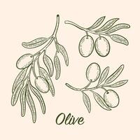 drawing of olive tree branches with olives vector