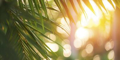 Capture the Beauty of a Blurred Frame Framed by Palm Leaves, Crafting an Abstract and Defocused Background Ideal for a Summer Vacation Ambiance. photo