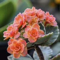 Kalanchoe Splendor A Guide to the Vibrant World of Succulent Beauty photo