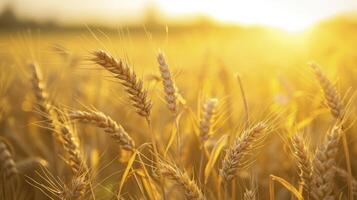 A Field of Wheat Swaying in the Breeze Under the Warm Afternoon Sun, Crafting a Picture of Rural Tranquility. photo