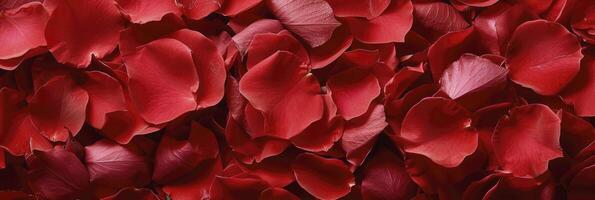 Top-View Composition of Beautiful Red Rose Petals, Creating a Stunning Background with a Touch of Timeless Beauty. photo