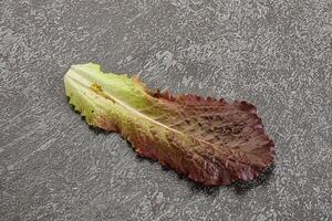 Green lettuce salad leaf isolated photo