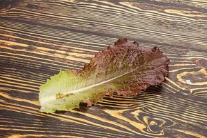 Green lettuce salad leaf isolated photo