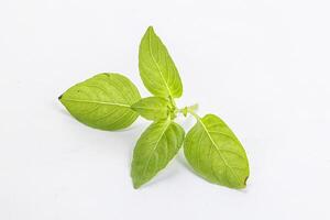 Raw green basil leaves seasoning photo