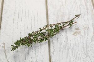 Thyme - aromatic seasoning herbal plant photo