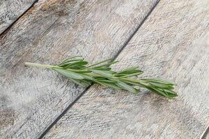 Rosemary branch - organic spicy herb photo