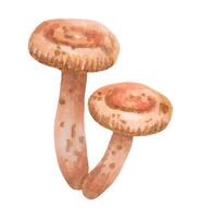 Poisonous mushroom Paxillus involutus.Illustration with watercolor and markers. Hand drawn isolated art. Botanical forest plant with a brown cap and rounded edges. vector