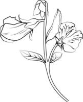 Sweet pea flower drawings, sweet pea flowers colorless black and white contour line easy drawings, Hand drawn line leaves branches and blooming sweet pea coloring pages vector