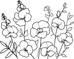 dulce guisante flor dibujos, dulce guisante flores incoloro negro y blanco contorno línea fácil dibujos, mano dibujado línea hojas ramas y floreciente dulce guisante colorante paginas vector