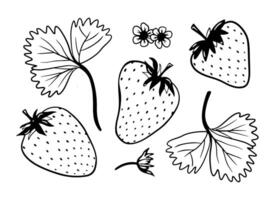 Hand drawn strawberry illustration. Black doodle sketches. Line brush strokes with texture isolated on white background. Abstract strawberry drawings vector