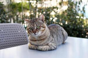 Homeless short haired tabby cat is resting on a table outside on a street. Kemer, Turkey. photo