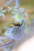 Wasp is collecting nectar from Pumeless thistles. Insect on a flower on a soft nature background. photo