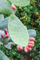 Prickly pear blooming cactus close up during spring season in a garden. Cirali, Antalya Province in Turkey. photo