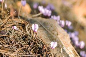 Beautiful purple flowers are blooming in a mountain forest on the stones near to Kemer, Turkey. photo