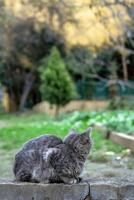 Back view on gray tabby short haired homeless cat on a street in Istanbul, Turkey. photo
