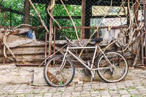 Rusty gray bicycle left to decay near a chain link fence covered in tangled vines. photo