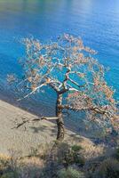 Dry pine tree on a beach near to crystal blue sea. Cirali, Antalya Province in Turkey. photo