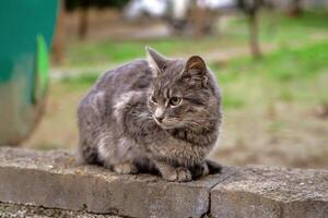 Gray tabby short haired homeless cat on a street in Istanbul, Turkey. photo