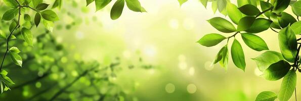 A green leafy background with a tree in the foreground photo