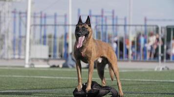 big dog standing on a briefcase with his tongue out, belgian sheperd guarding video