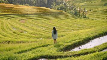 Girl in a cape stands with her back to the rice fields, green grass and terraces video