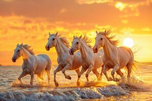 Four white horses gallop through shallow waters with a stunning sunset backdrop photo